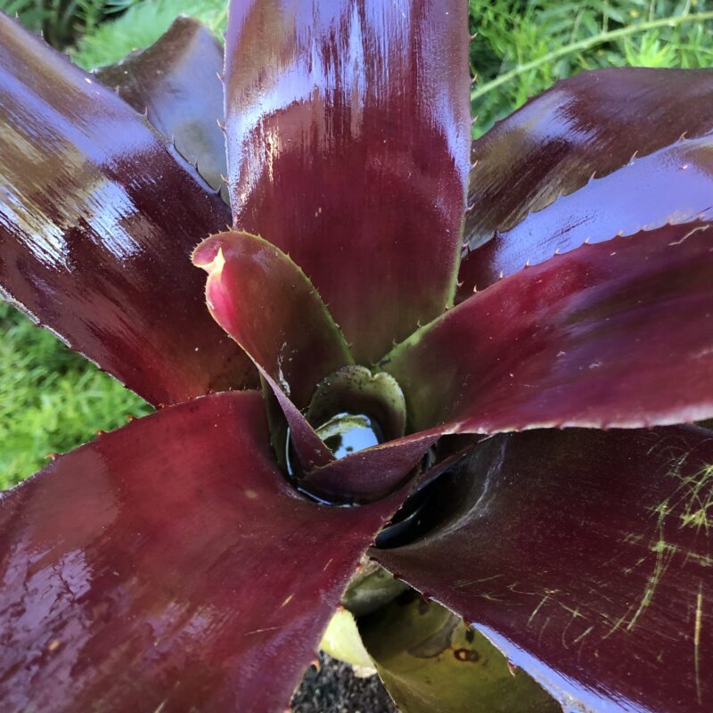 Neoregelia 'The Duke'