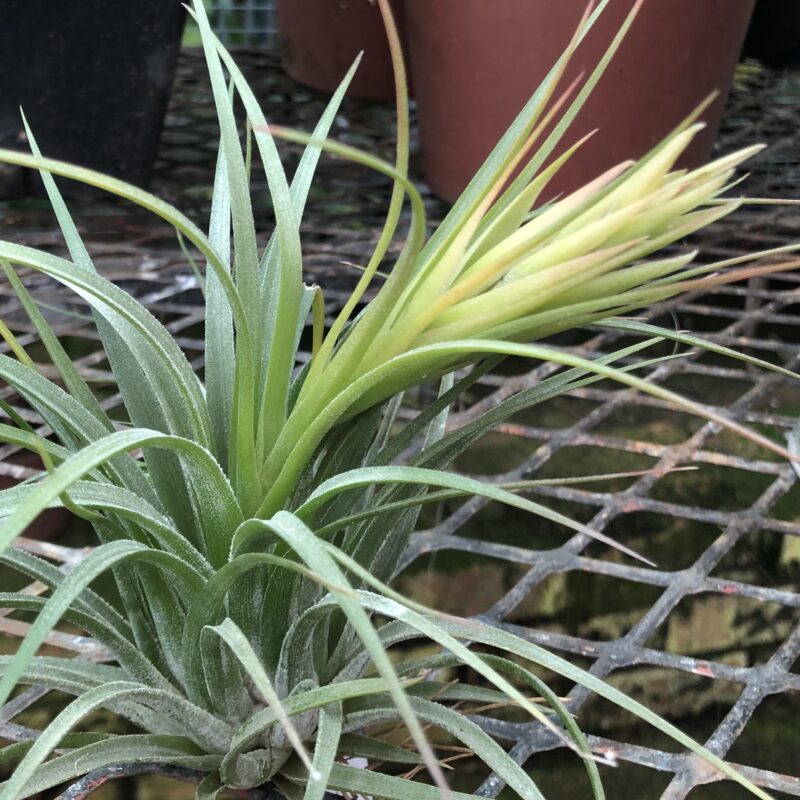 Tillandsia kolbii