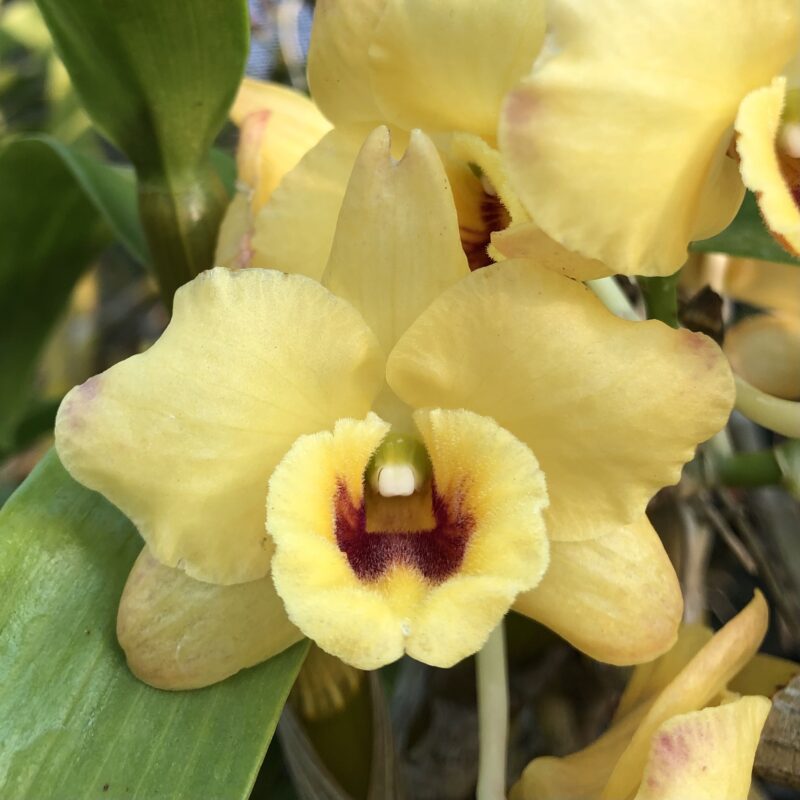 Dendrobium Golden Talisman ‘Yamabuki’