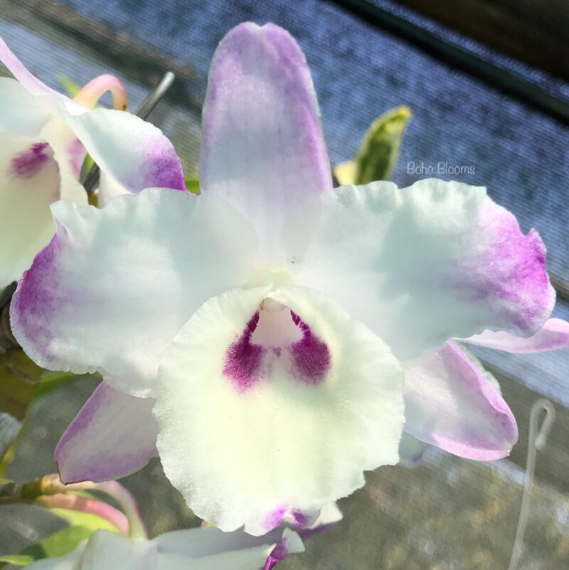 Dendrobium Hagoromo 'Mount Fuji’