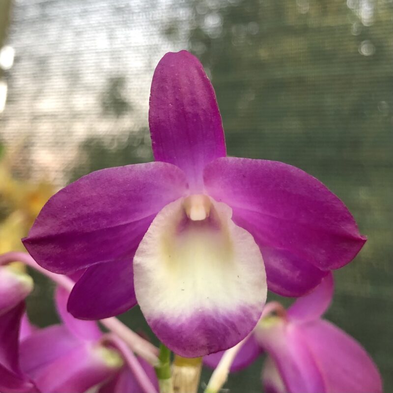 Dendrobium Hamana Lake 'Dream'
