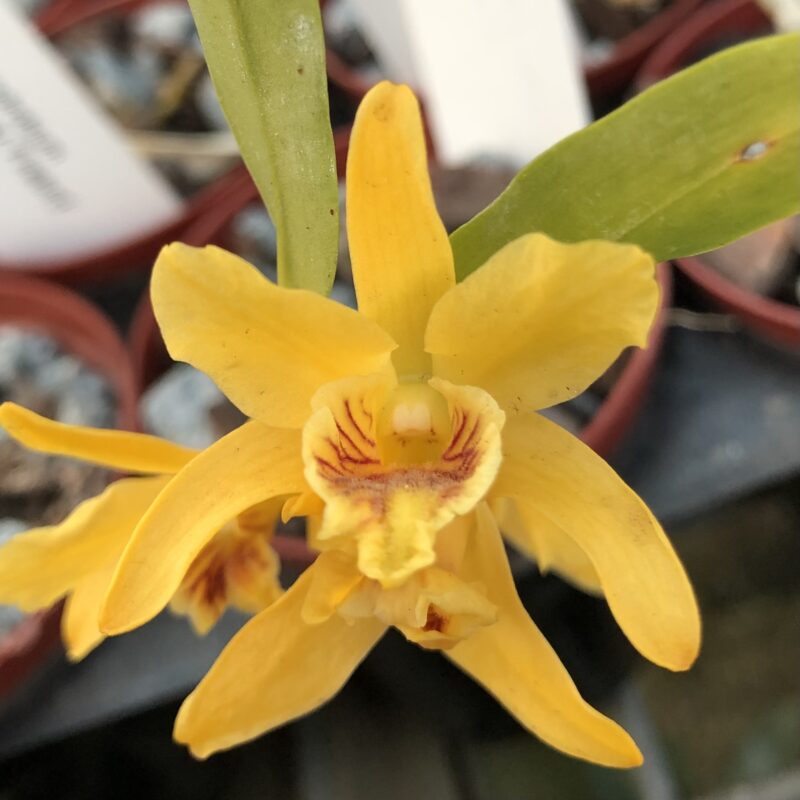 Dendrobium Stardust 'Firebird'
