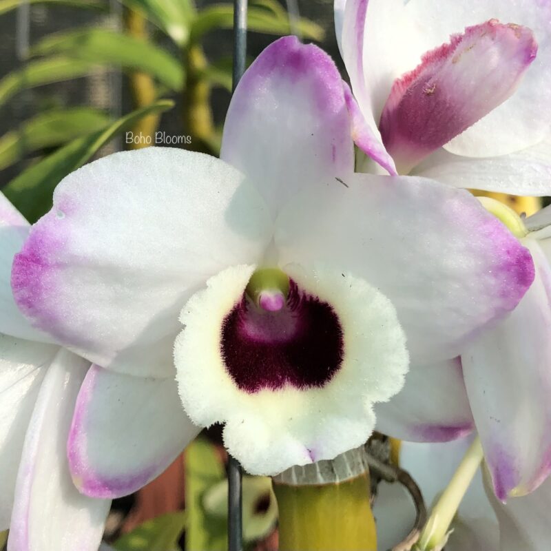 Dendrobium To My Kids