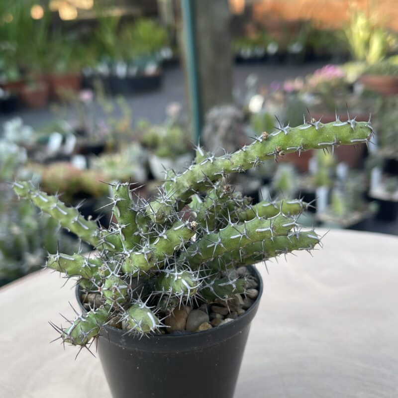 Euphorbia petricola