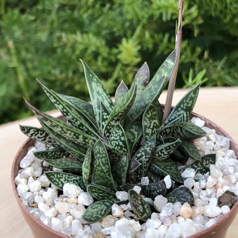 Gasteria bicolor var liliputana