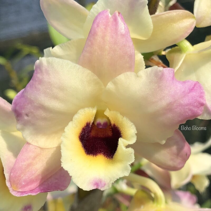 Dendrobium Oriental Paradise