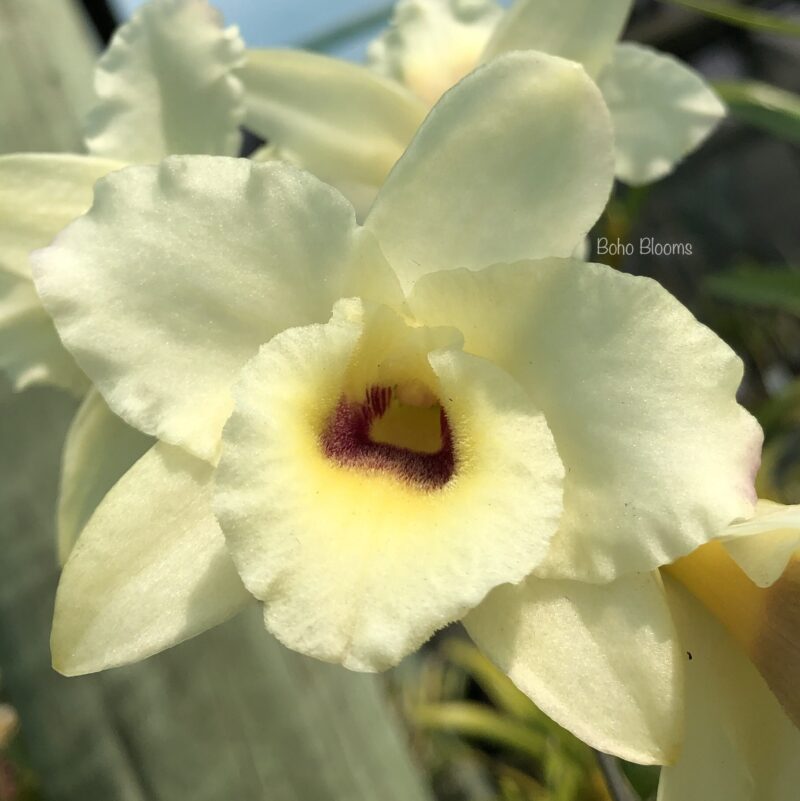 Dendrobium Yuzuki 'Royal'