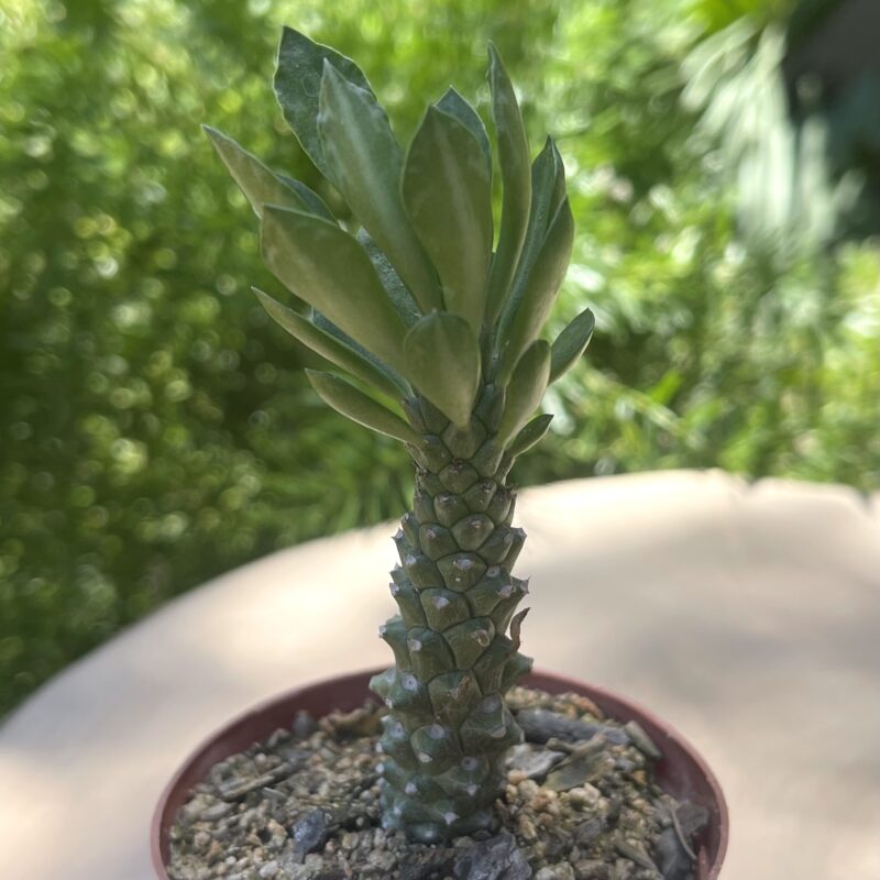 Euphorbia stapelioides