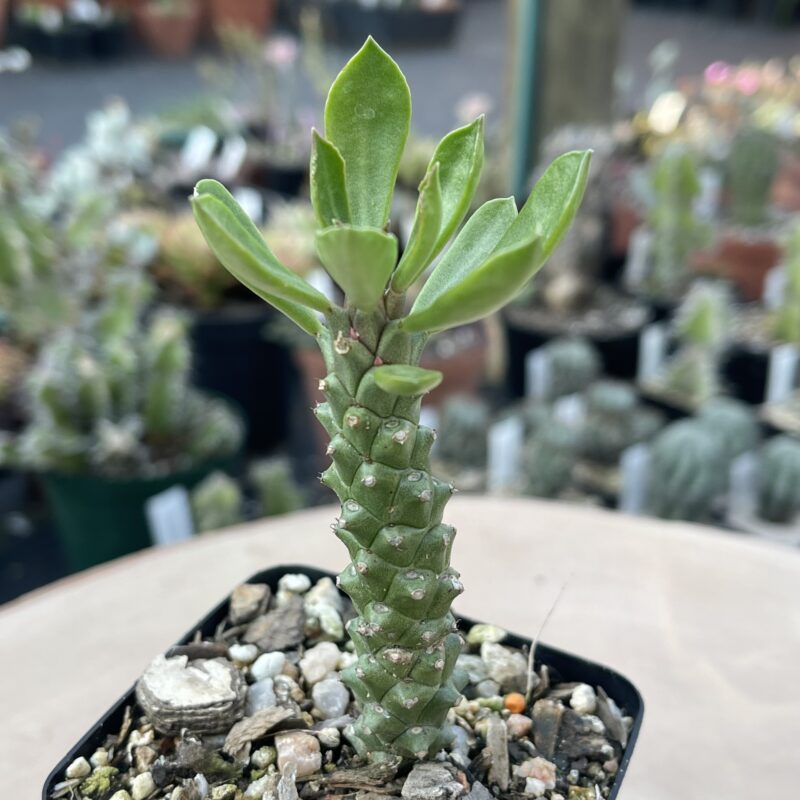 Euphorbia stapelioides