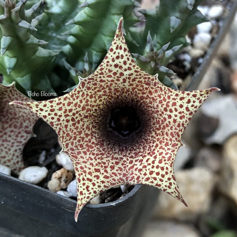 Huernia hislopii ssp. cashelensis