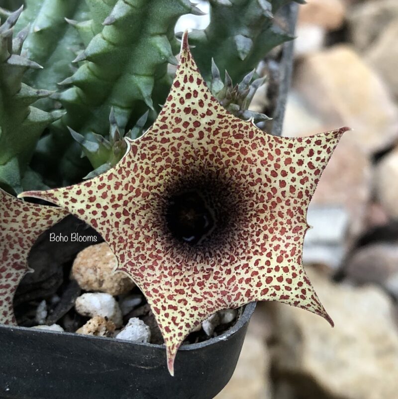 Huernia hislopii ssp. cashelensis - Image 2
