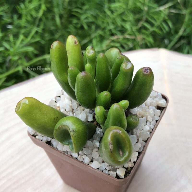 Crassula ovata 'Gollum' - Image 2