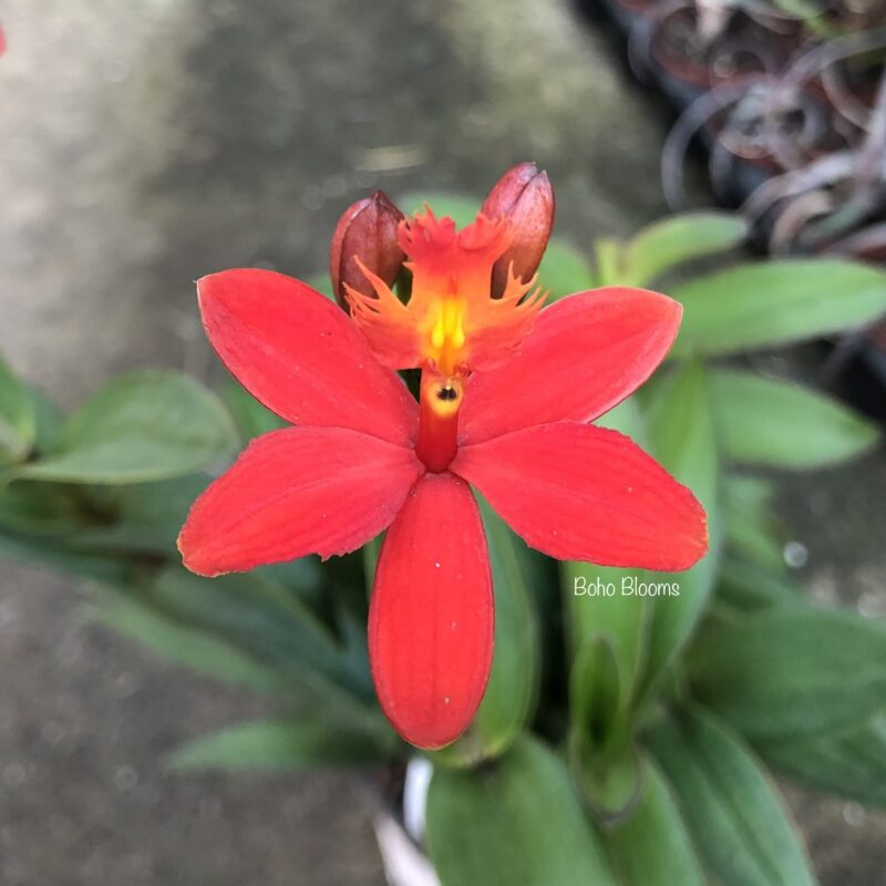 Epidendrum Crystal Valley 'Red Star'