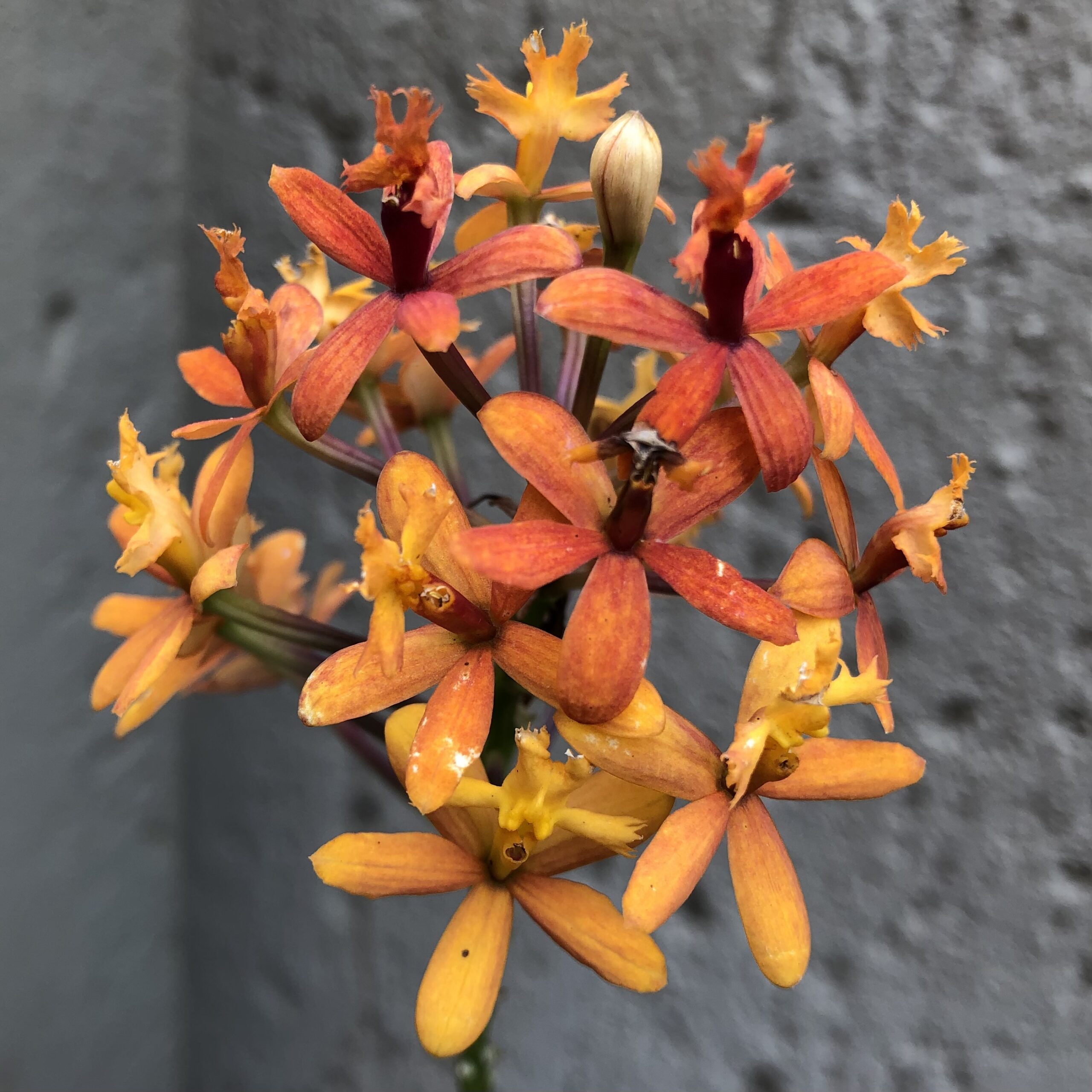 Epidendrum ibaguense 'Orange' - Image 3