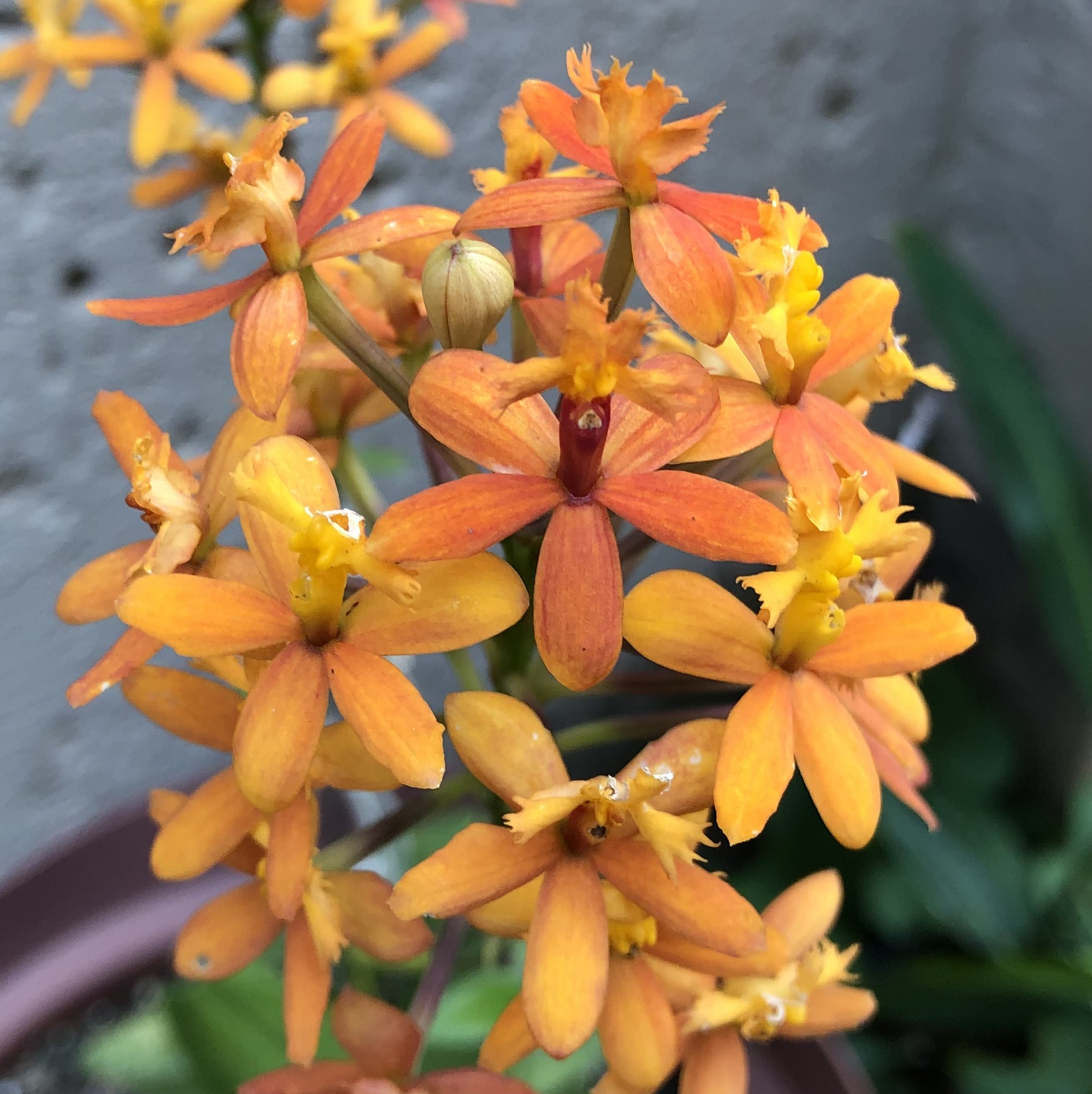 Epidendrum ibaguense 'Orange' - Image 2