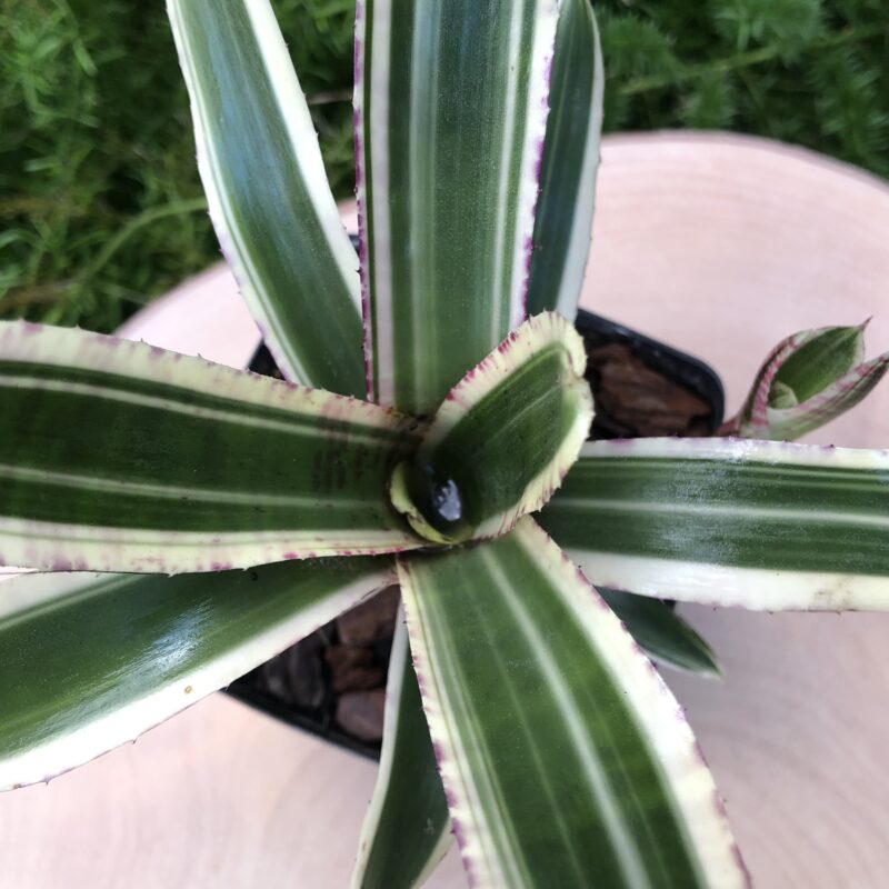 Neoregelia 'Fire in the Hole'