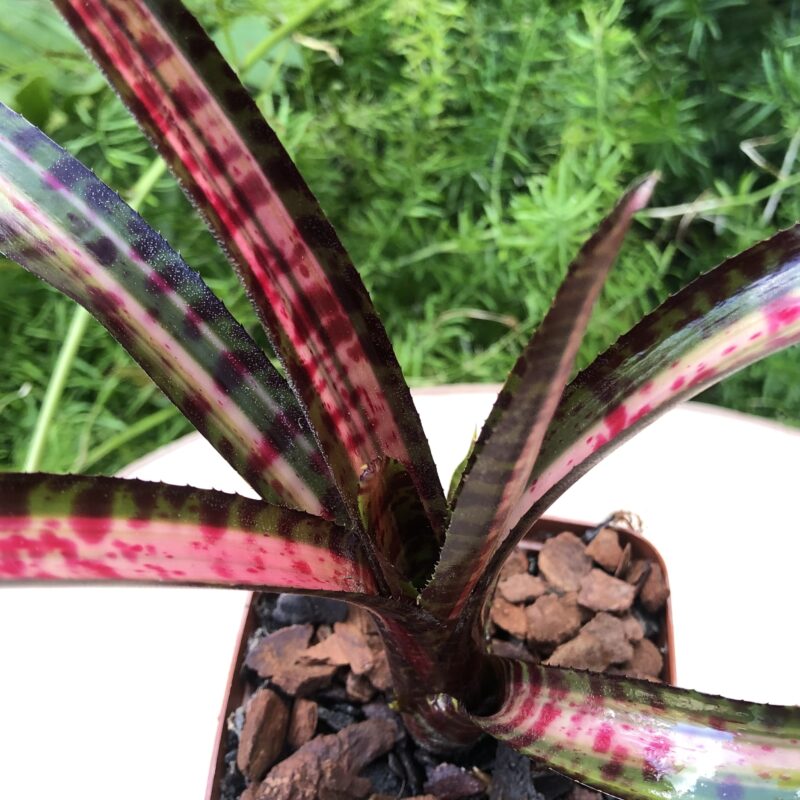 Neoregelia 'Hot Embers'