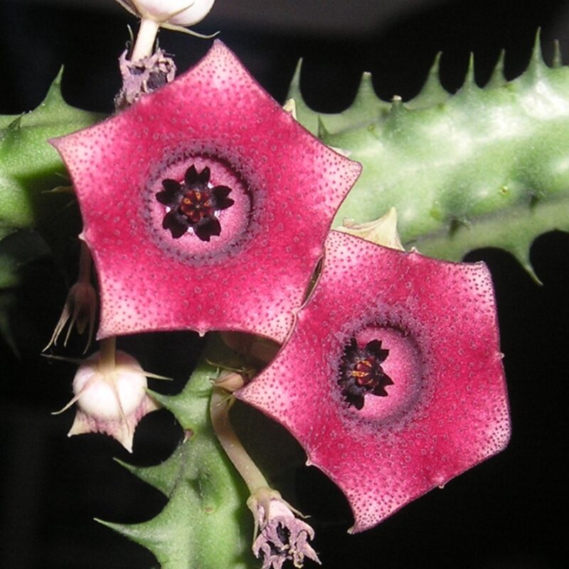 Huernia macrocarpa subsp macrocarpa