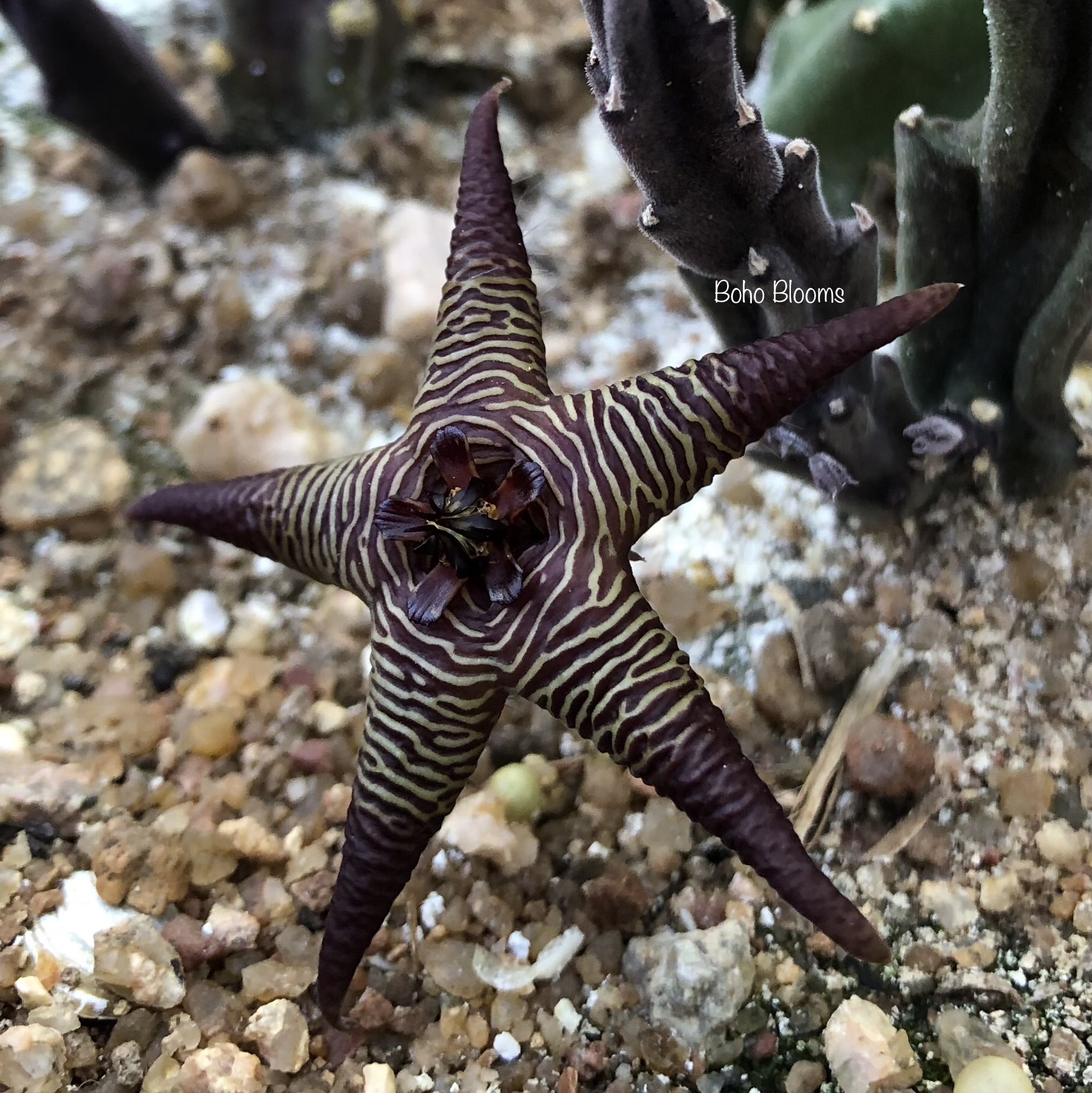 Stapelia cedrimontana (Cedarberg) - Image 2