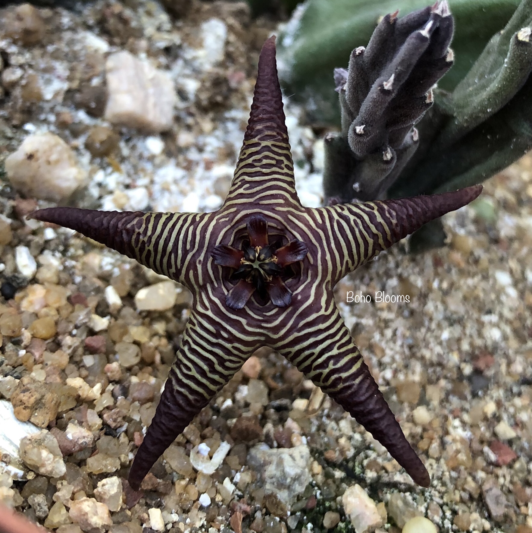 Stapelia cedrimontana (Cedarberg)