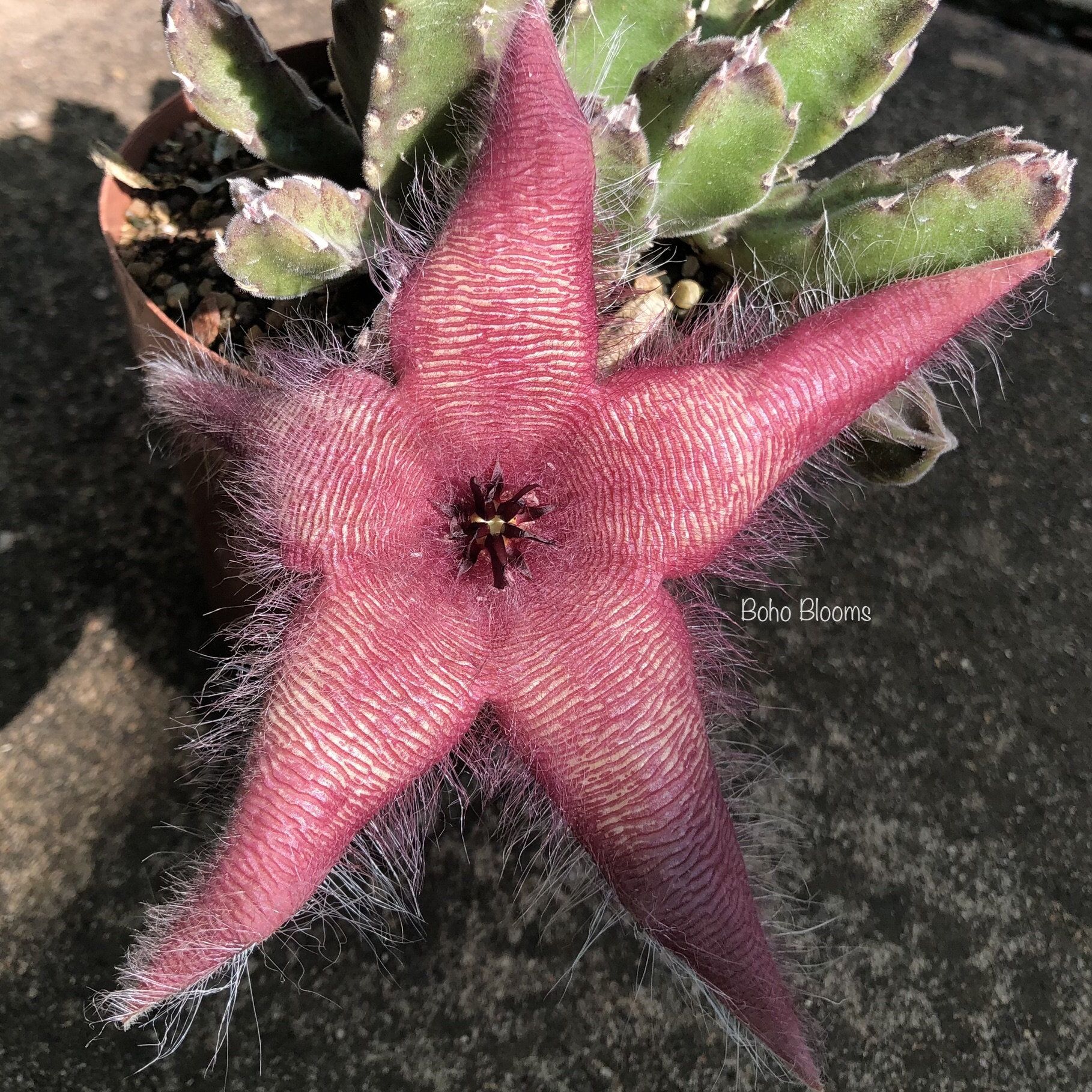 Stapelia gigantea 'Rosa'