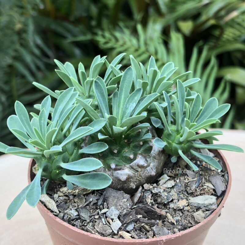 Euphorbia japonica plant showing dense, tufted foliage resembling a small pineapple, ideal for South African gardens.
