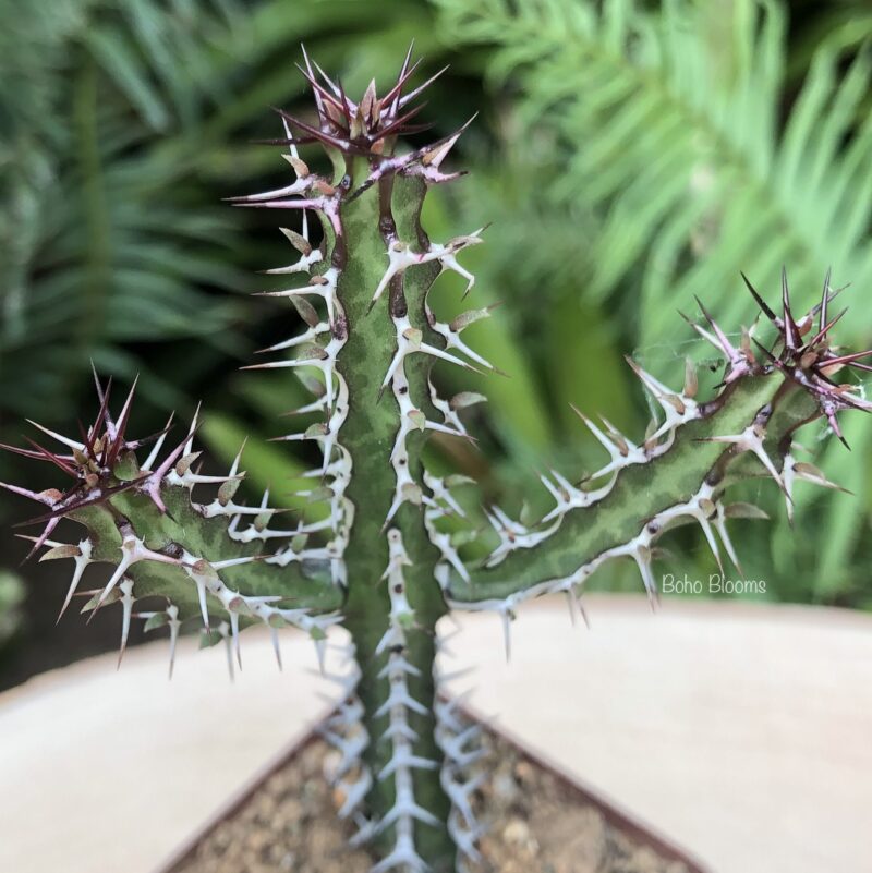 Euphorbia griseola - Image 2