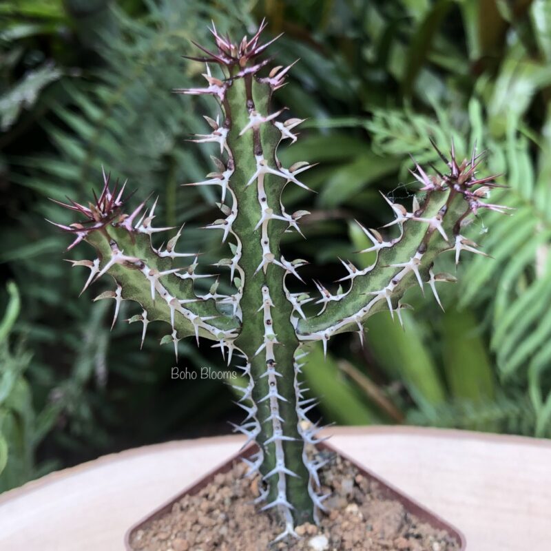 Euphorbia griseola