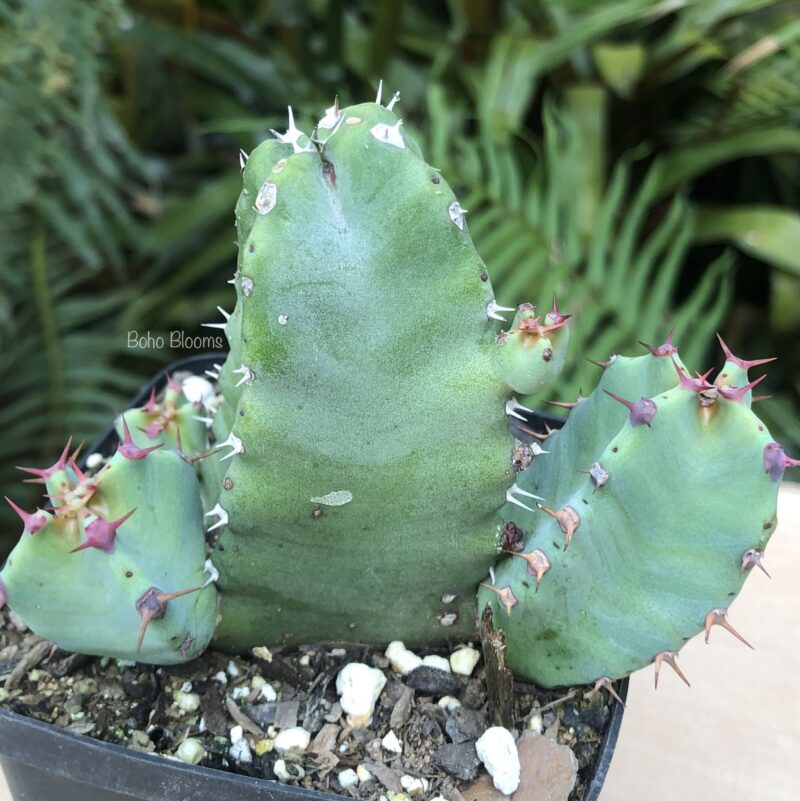 Euphorbia resinifera - Image 2