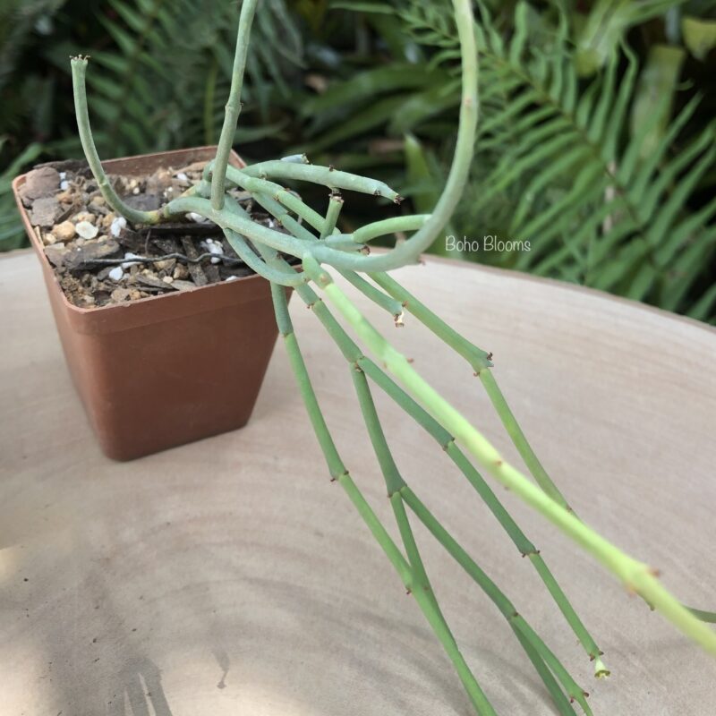 Euphorbia rhombifolia (syn. bayeri) - Image 2