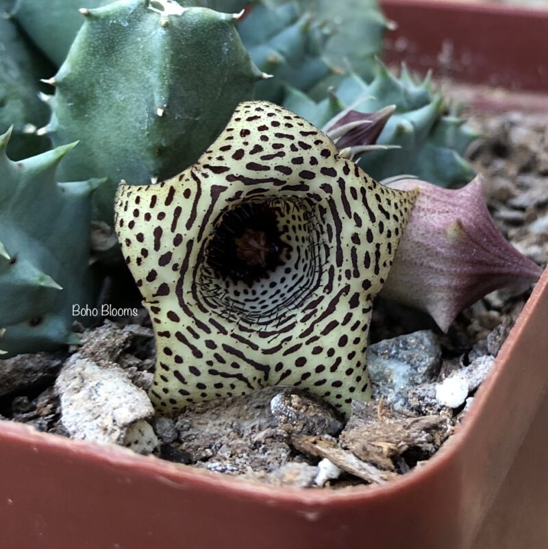 Huernia piersii PVB5039 (Sterkstroom) - Image 3
