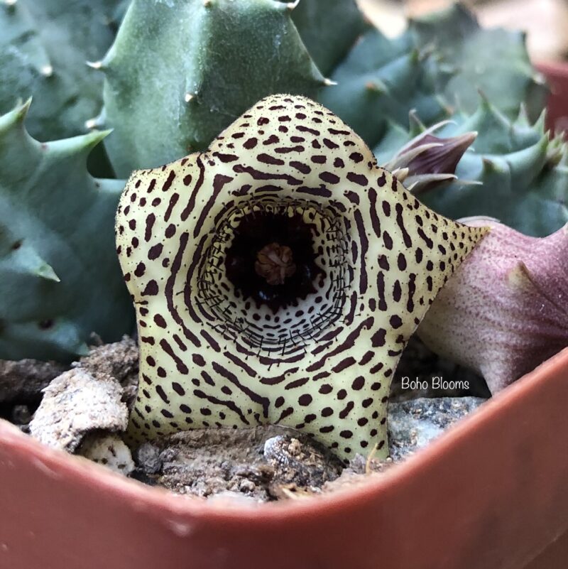Huernia piersii PVB5039 (Sterkstroom)