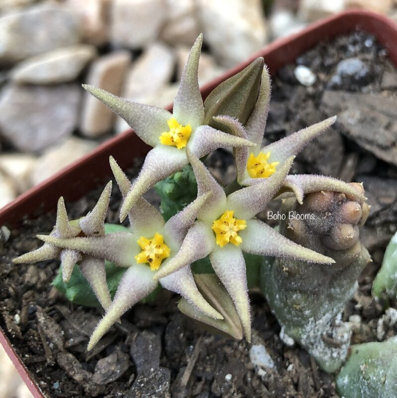 Piaranthus cornutus var. ruschii PVB7203
