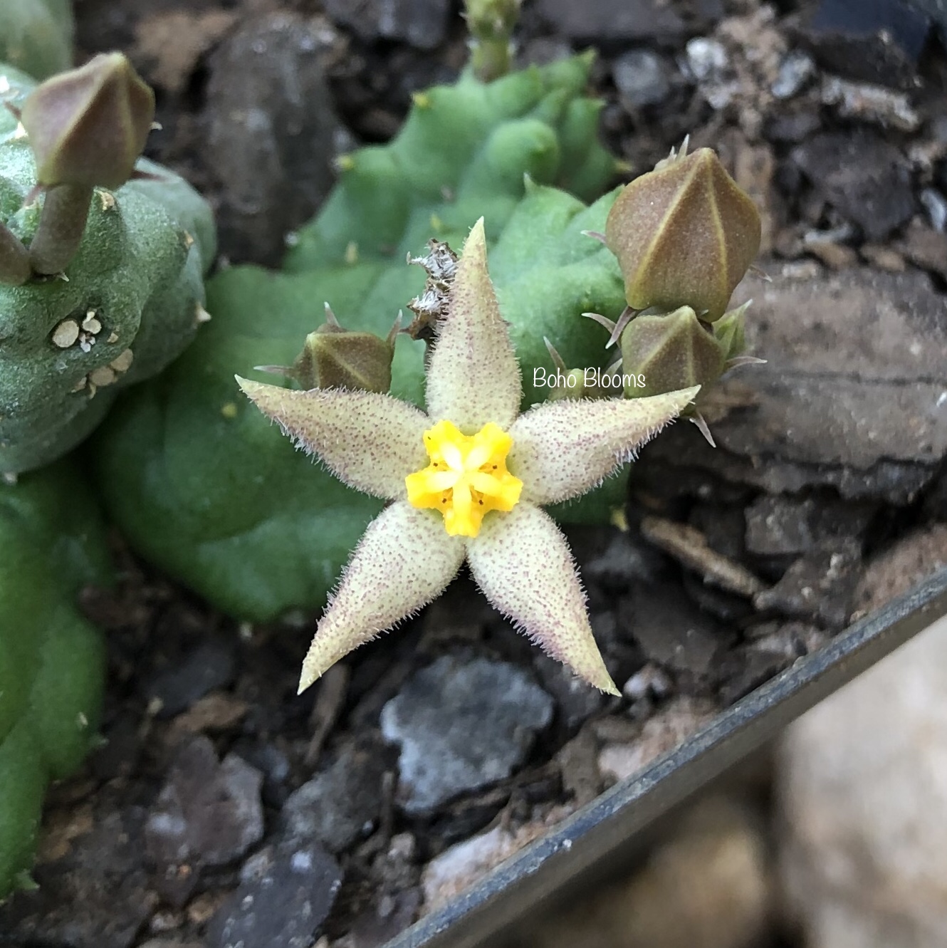 Piaranthus cornutus var. ruschii PVB7203 - Image 3