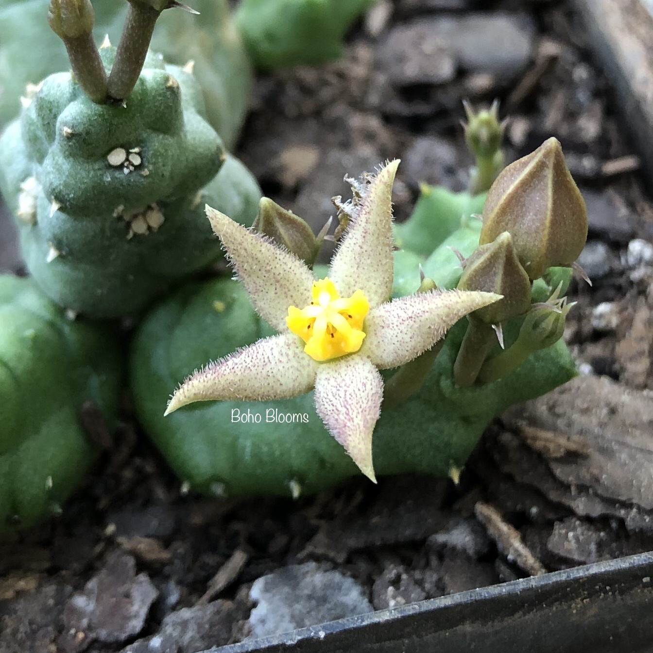 Piaranthus cornutus var. ruschii PVB7203 - Image 4