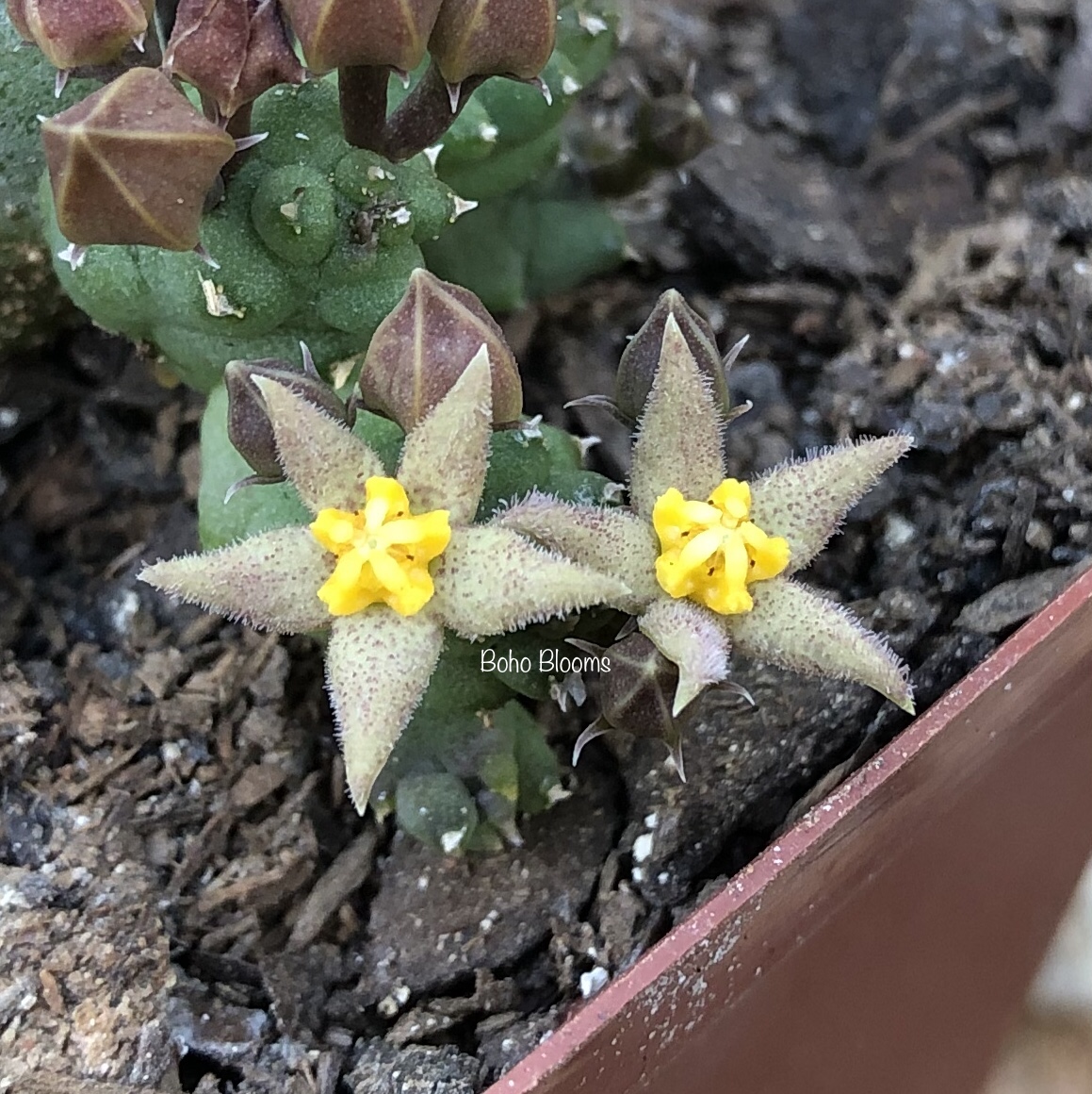 Piaranthus cornutus var. ruschii PVB7203 - Image 5