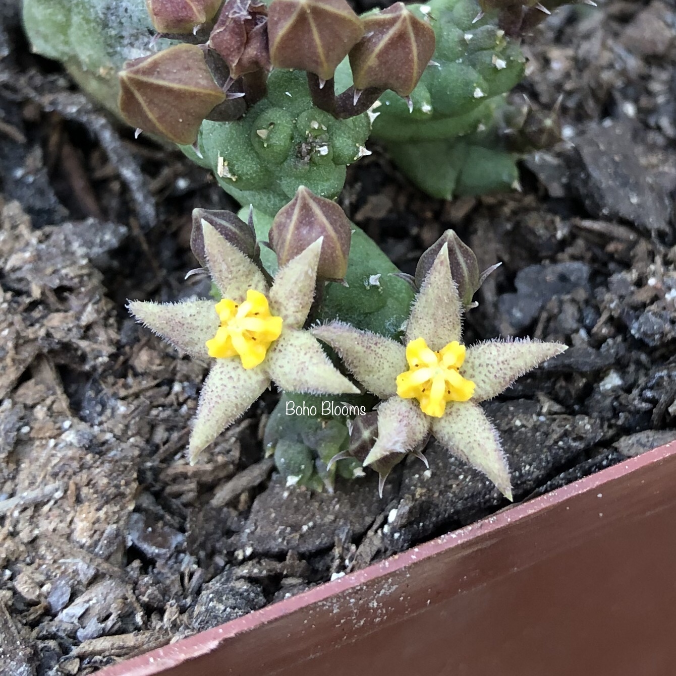 Piaranthus cornutus var. ruschii PVB7203 - Image 2