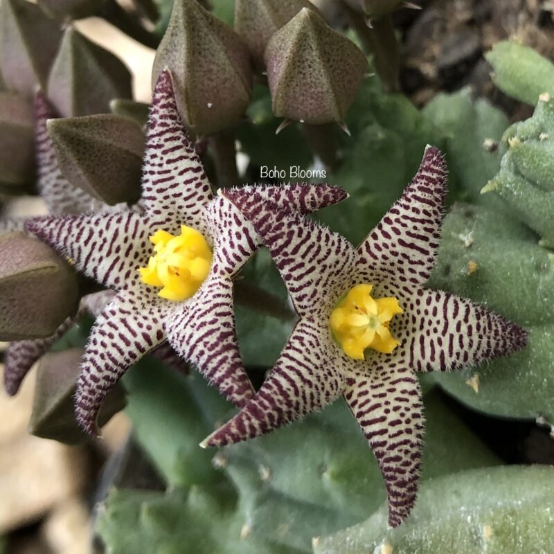 Piaranthus punctatus var framesii PVB4328 (Loeriesfontein)