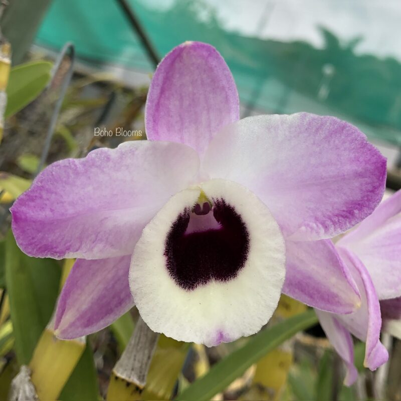 Dendrobium Snowflake 'Otome'