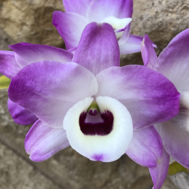 Dendrobium Snowflake 'Otome' - Image 2