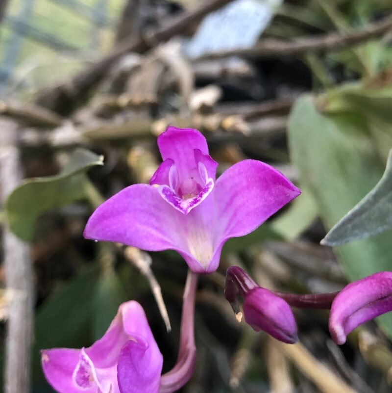 Dendrobium kingianum (Dark)