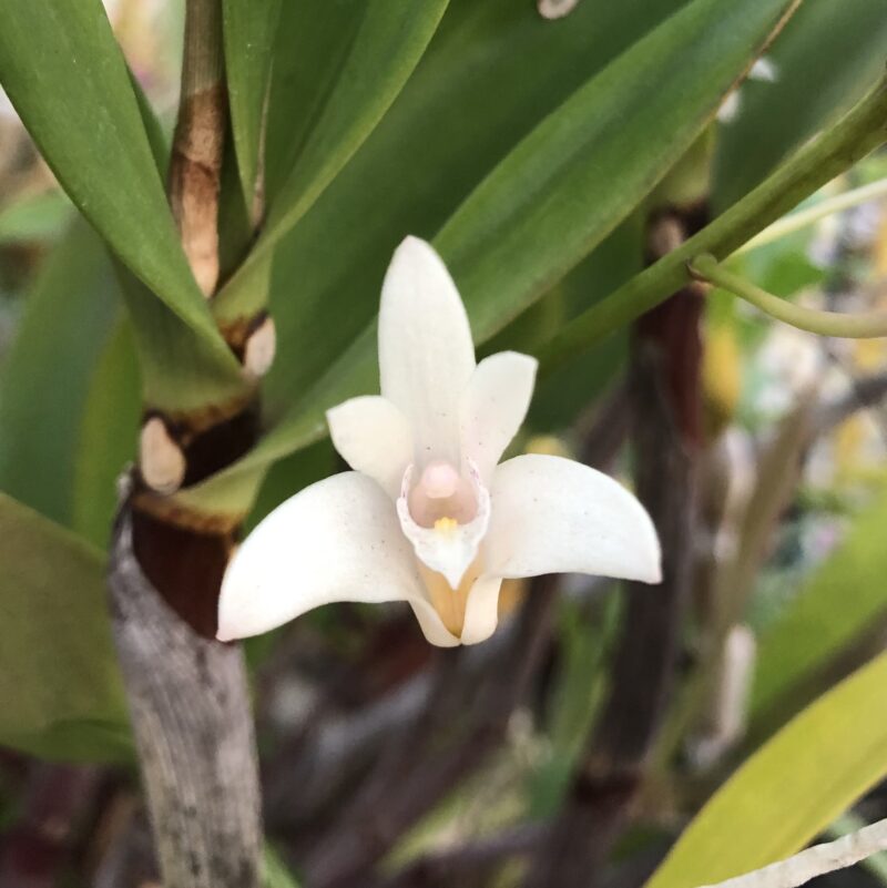 Dendrobium x delicatum