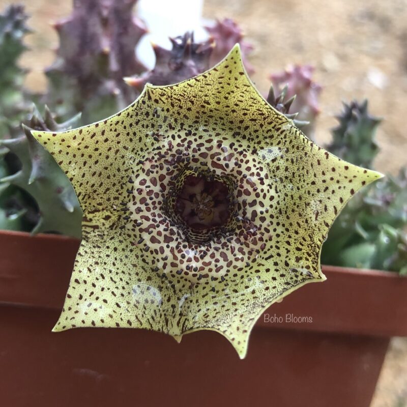 Huernia praestans