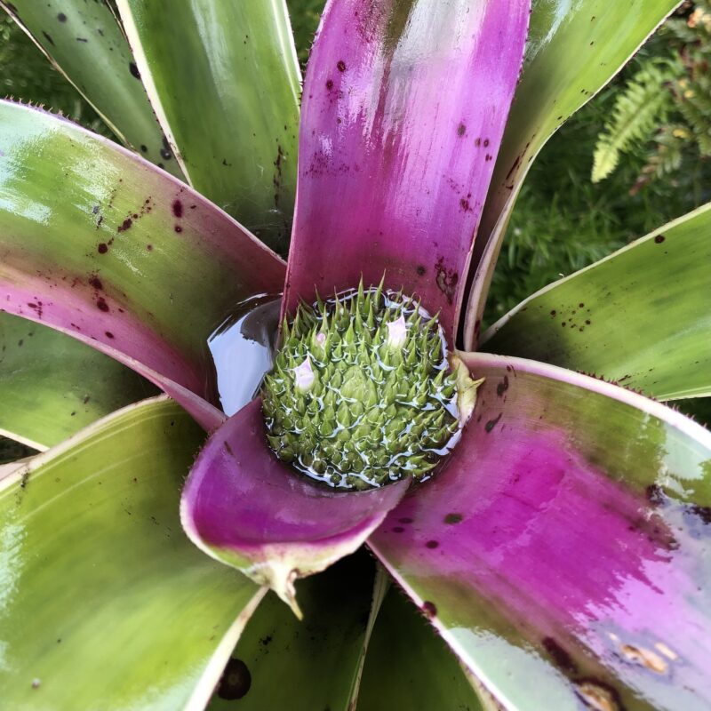 Neoregelia 'Bill Morris'