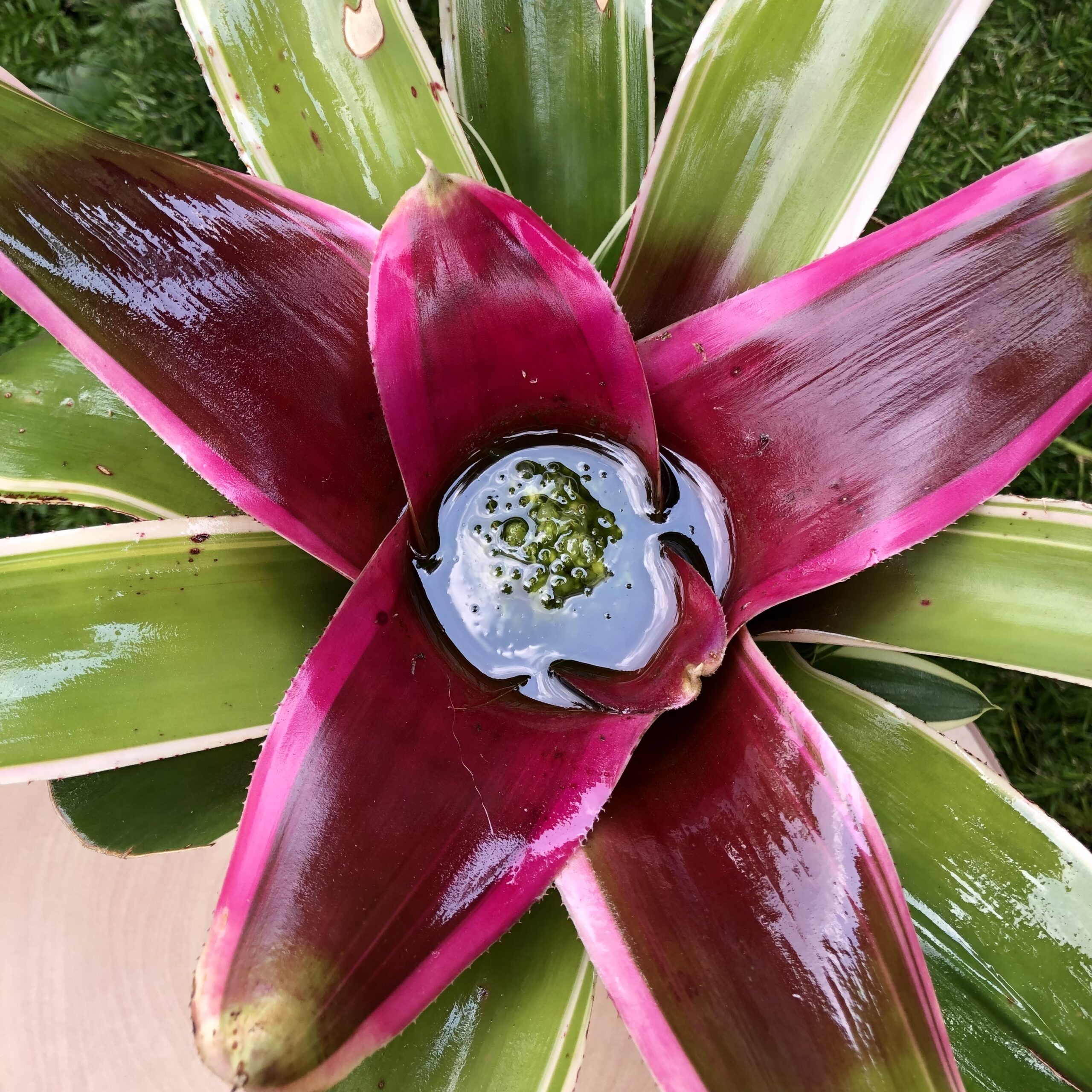 ブロメリア・エアープランツ DJ.ReN ブロメリア・エアープランツ DJ.ReN すべてのエアー プランツを購入