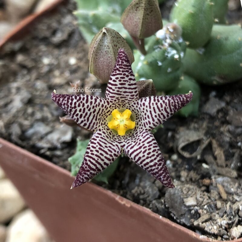 Piaranthus punctatus var framesii PVB7846