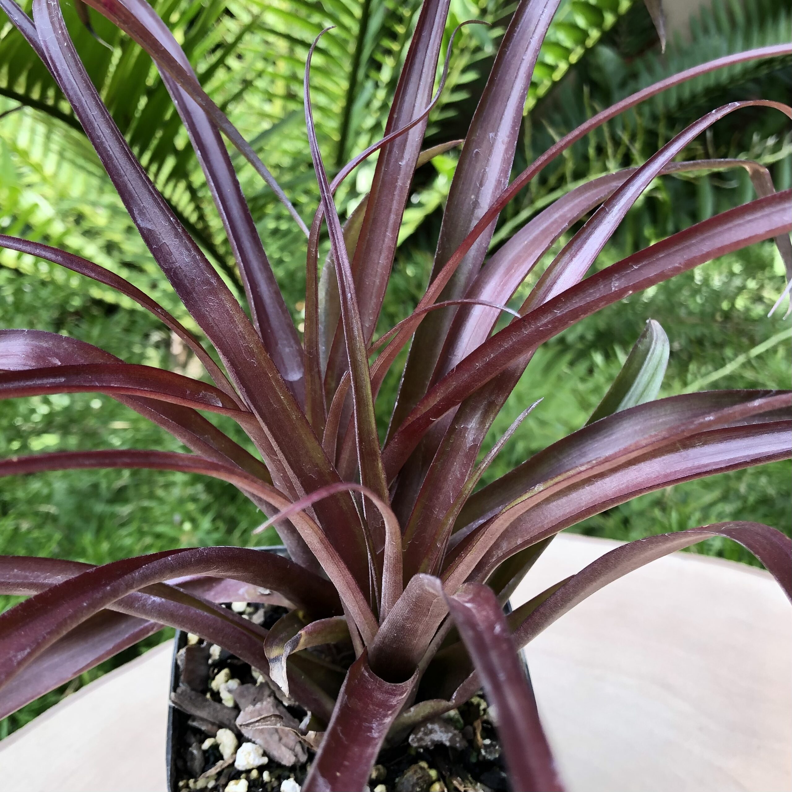 Tillandsia flabellata - Image 3