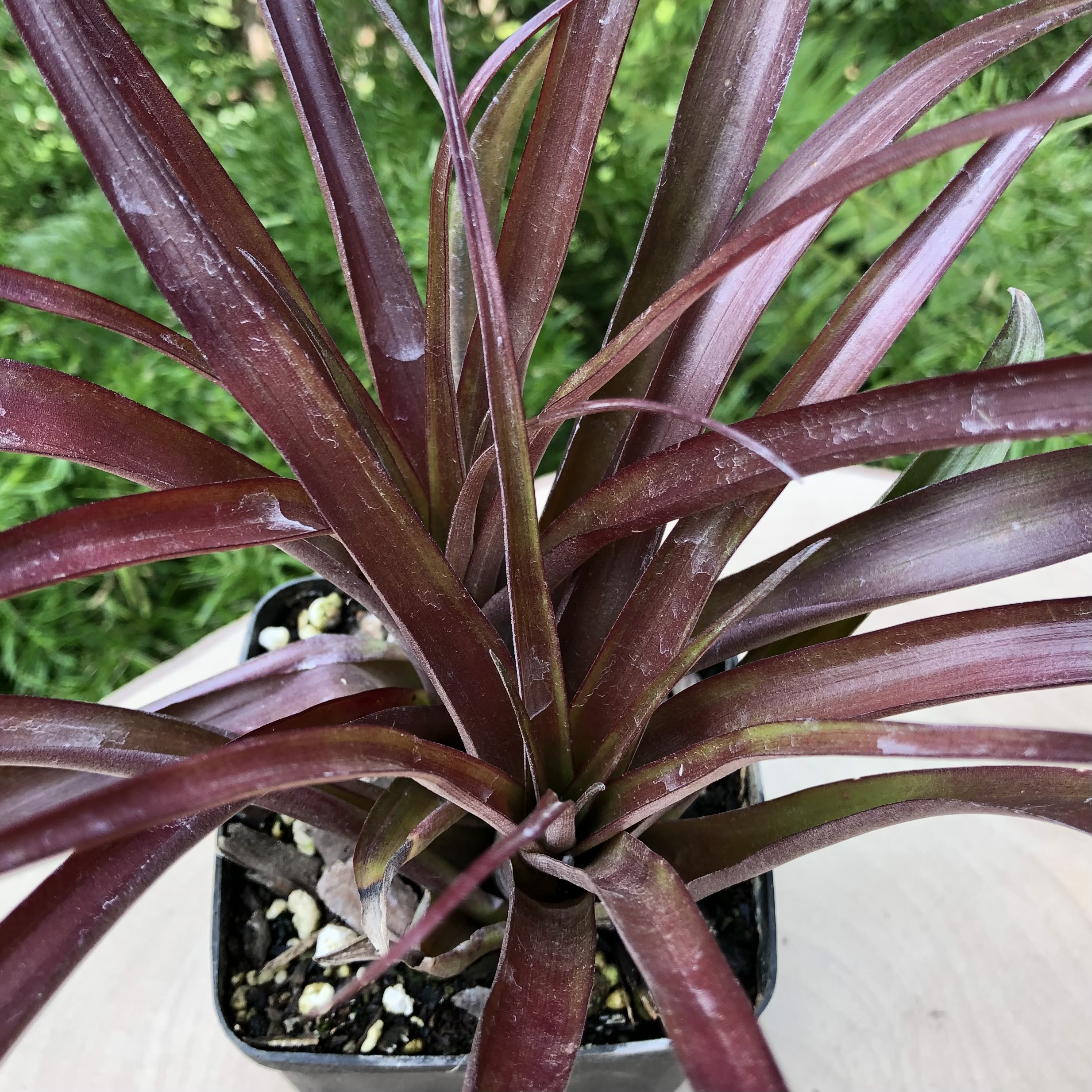 Tillandsia flabellata - Image 4