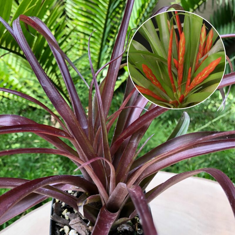 Tillandsia flabellata