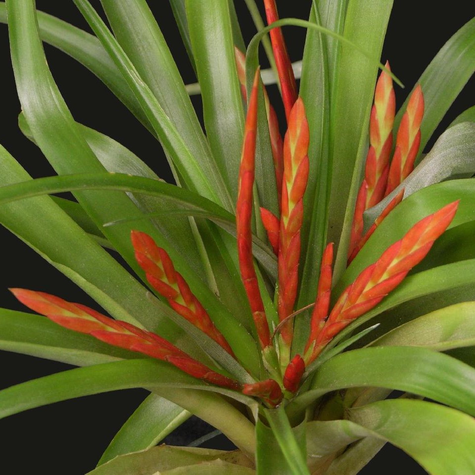 Tillandsia flabellata - Image 2